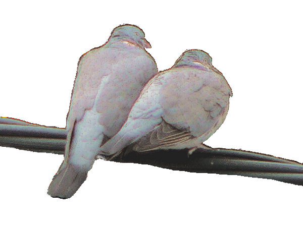 O inkulturacji życia konsekrowanego