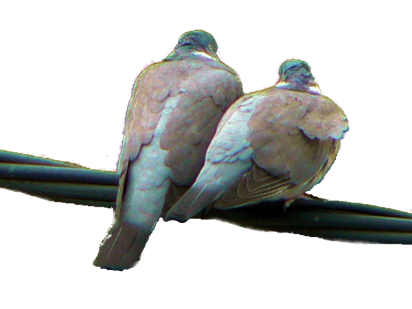 O znaczeniu życia konsekrowanego we współczesnym świecie