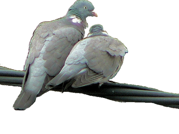 O wyzwaniach czystości konsekrowanej