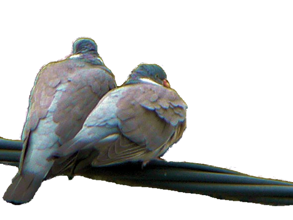 O wyzwaniach wolności i posłuszeństwa